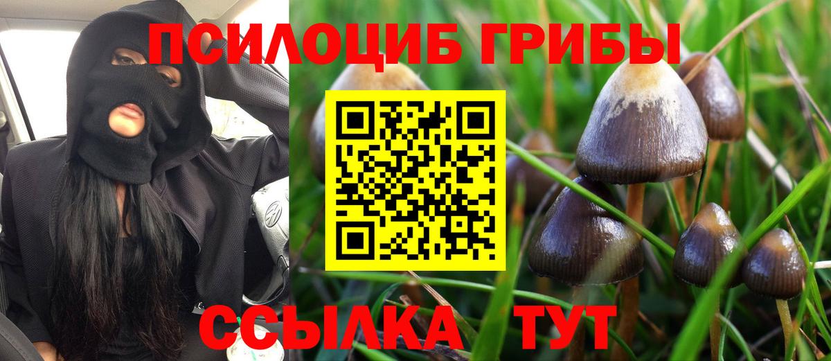 Псилоцибиновые грибы Psilocybe Иркутск